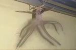 The critter appears to be a locust but with weird jelly like legs unlike any other