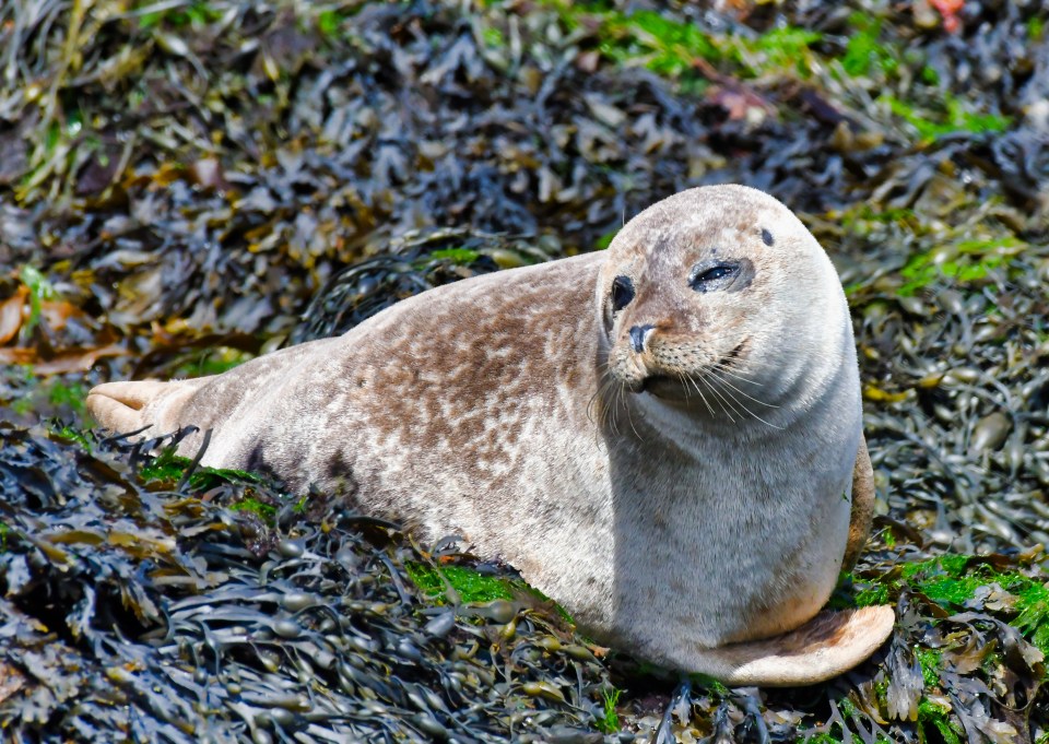 Look out for seals, dolphins, sea eagles and otters as you set sail from Portree and dine on exquisite seafood and sip great wine