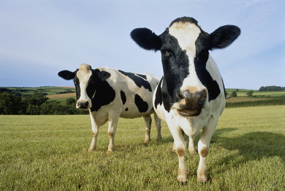 two black and white cows standing in a grassy field