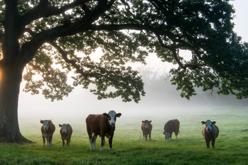 a herd of cows standing under a tree in a foggy field