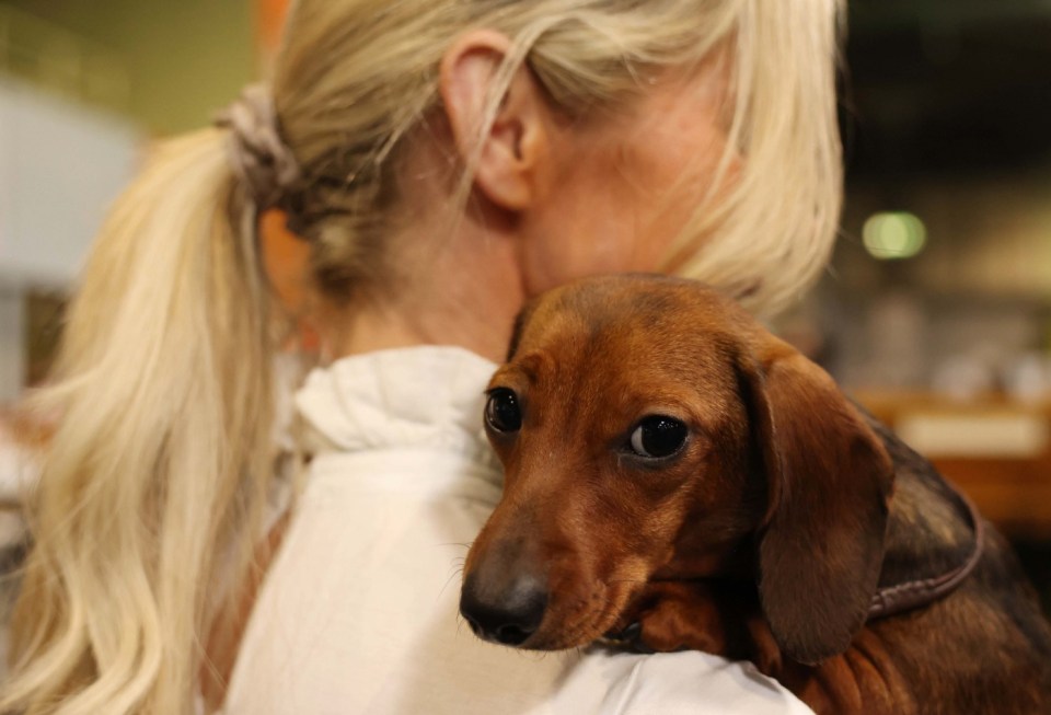 epa11944537 An owner carries her Dachshund on day one of the Crufts Dog Show at the NEC in Birmingham Britain, 06 March 2025. Crufts is an international dog show organised by The Kennel Club, and has been held annually since 1891. EPA/NEIL HALL