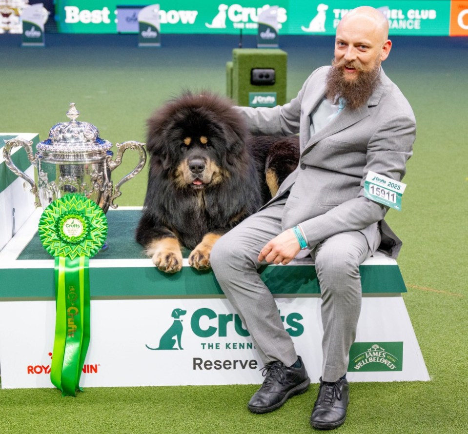 BIRMINGHAM, ENGLAND - MARCH 09: Viking the Tibetan Mastiff wins Reserve at the Crufts final at NEC Arena on March 09, 2025 in Birmingham, England. (Photo by Shirlaine Forrest/Getty Images)