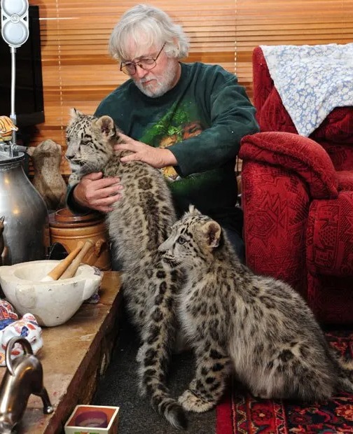 Man holding two snow leopard cubs.