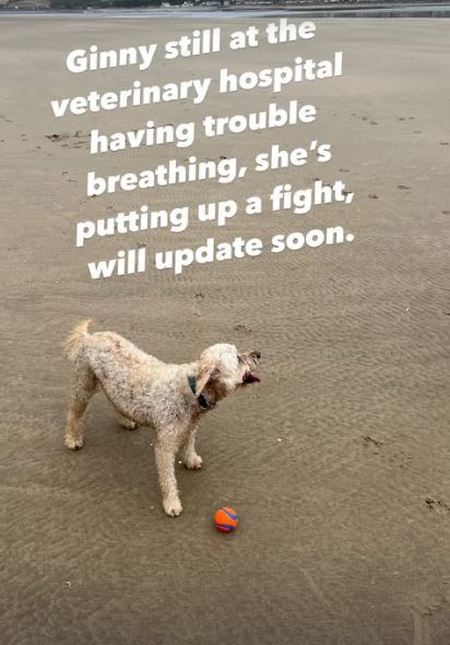 Dog at veterinary hospital, having trouble breathing.