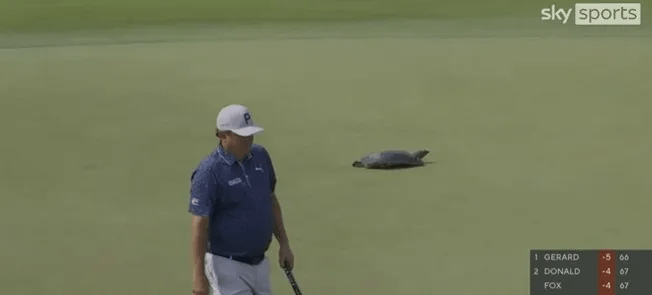 Golfer and turtle on a golf green.